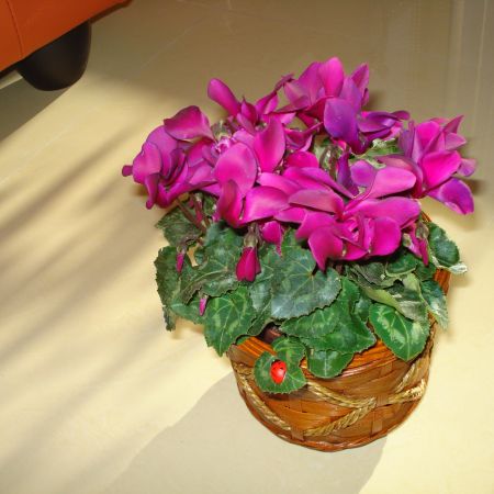 Cyclamen (mihaela)